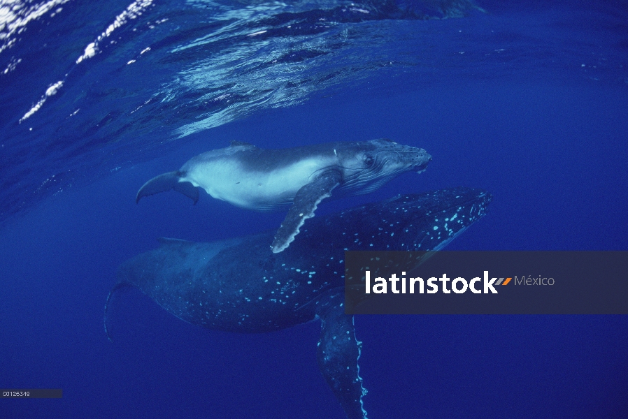 Ballena jorobada (Megaptera novaeangliae) madre y cría bajo el agua, Tonga