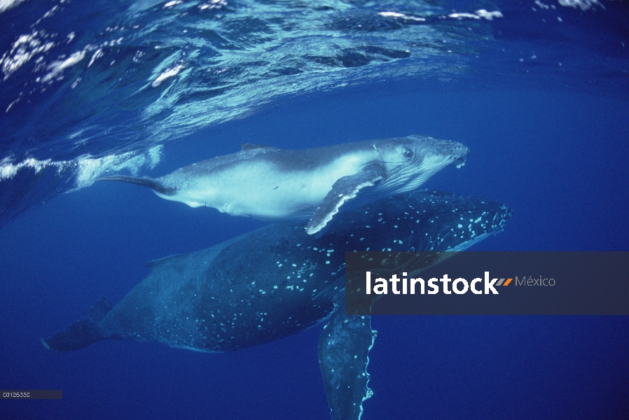 Ballena jorobada (Megaptera novaeangliae) madre y cría bajo el agua, Tonga