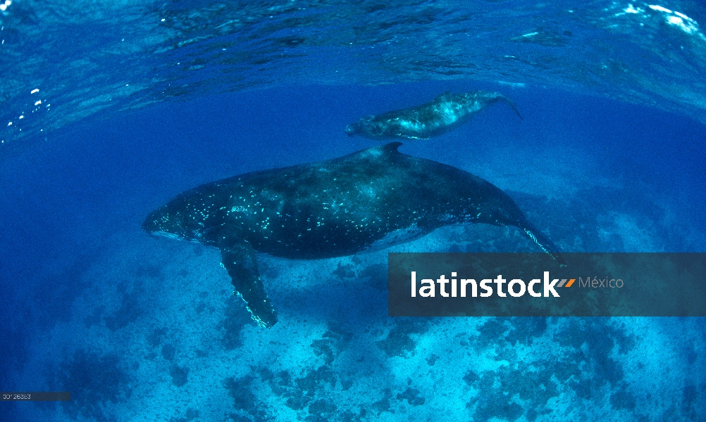 Ballena jorobada (Megaptera novaeangliae) madre y cría en aguas tropicales poco profundas, Tonga