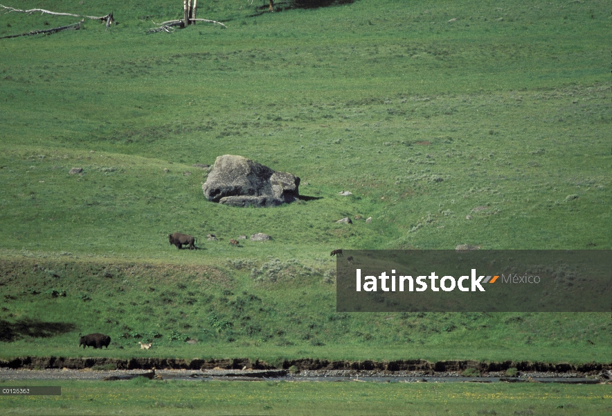 Paquete de lobo (Canis lupus) persiguiendo el bisonte americano (Bison bison), Parque Nacional de Ye