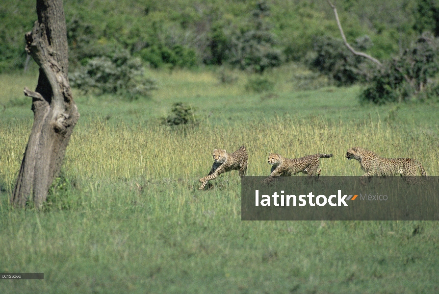 Trío de guepardo (Acinonyx jubatus) funcionando, Serengeti