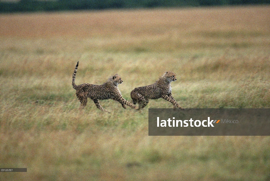 Par de guepardo (Acinonyx jubatus) funcionando, Serengeti