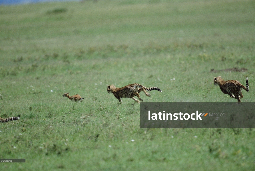 Par de guepardo (Acinonyx jubatus) persiguiendo presas, Serengeti