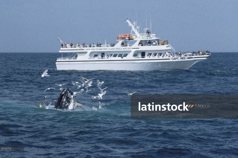 Ver grupo de observación de ballena jorobada (Megaptera novaeangliae), Santuario Marina Nacional de 