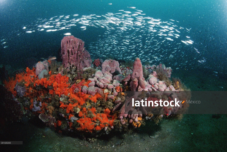 Corales y peces, Santuario Gray Marino Nacional de arrecifes, Georgia