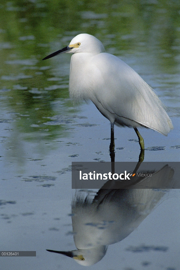 Garceta Blanca (Egretta thula) vadear aguas poco profundas, Cayos de la Florida