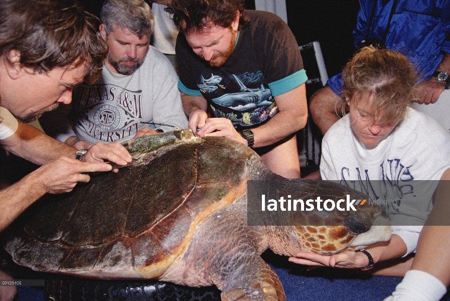 Tortuga boba tortuga (Caretta caretta) está equipado con un dispositivo, jardín de flores Santuario 