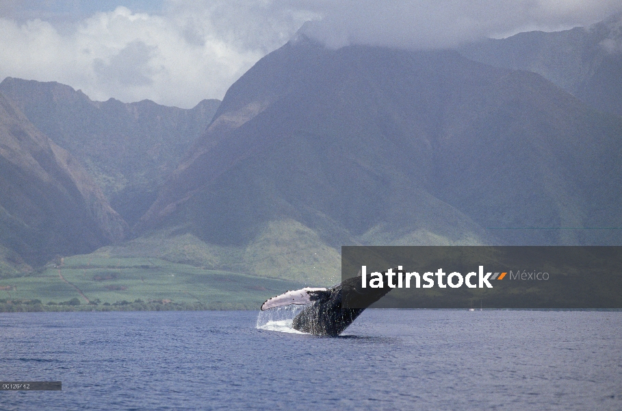 Incumplimiento, Marina nacional Santuario, Hawaii de islas hawaianas ballena jorobada la ballena jor