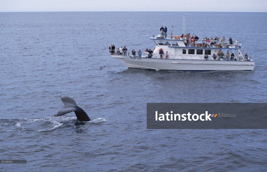 Ver grupo de observación de ballena jorobada (Megaptera novaeangliae), Santuario Marina Nacional de 