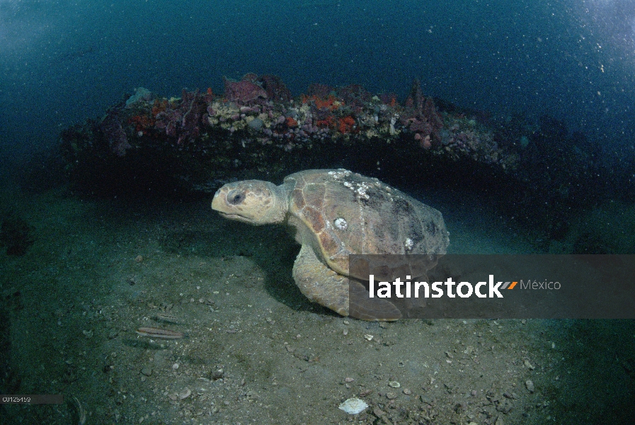 Tortuga boba tortuga (Caretta caretta) nadando al lado de arrecife, Santuario de Grey Marino Naciona