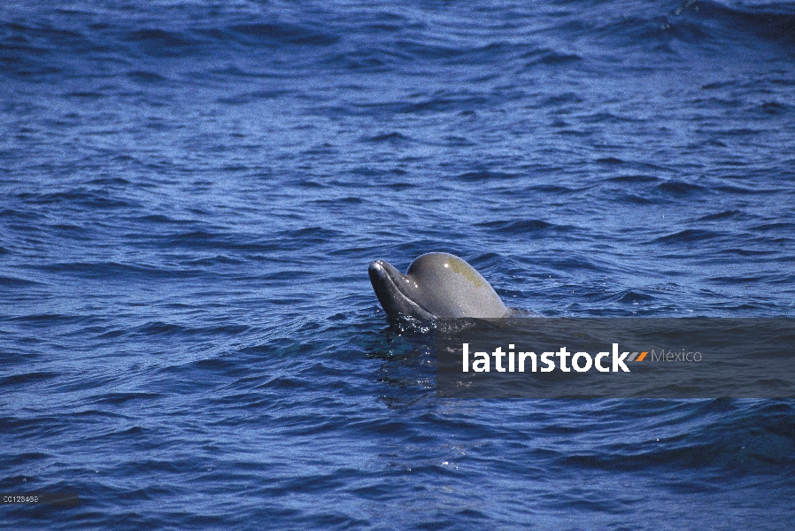 Ballena nariz de botella (Hyperoodon ampullatus) superficie, Nueva Escocia, Canadá