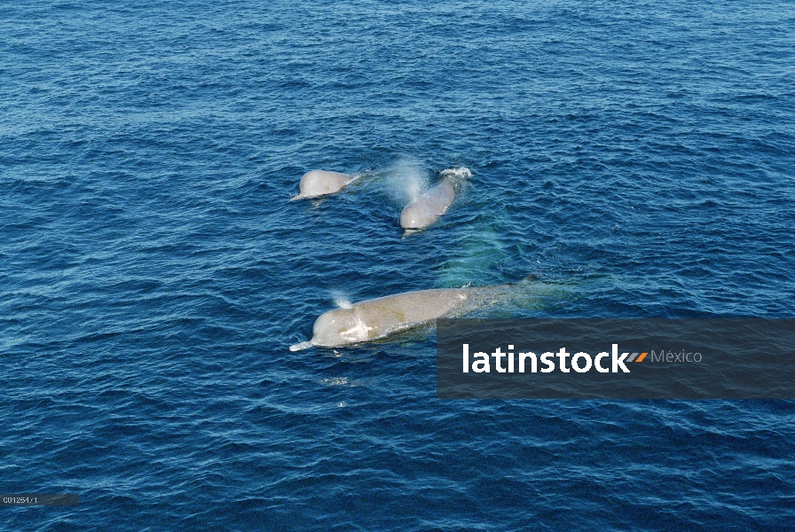 Mulares ballenas (Hyperoodon ampullatus) trío surfacing, Nova Scotia, Canadá