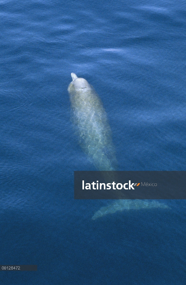 Ballena nariz de botella (Hyperoodon ampullatus) superficie, Nueva Escocia, Canadá