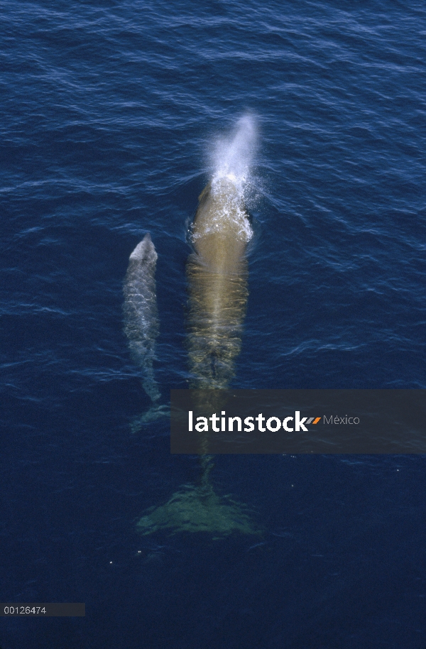 Mulares ballenas (Hyperoodon ampullatus) vaca y becerro surfacing, Nova Scotia, Canadá