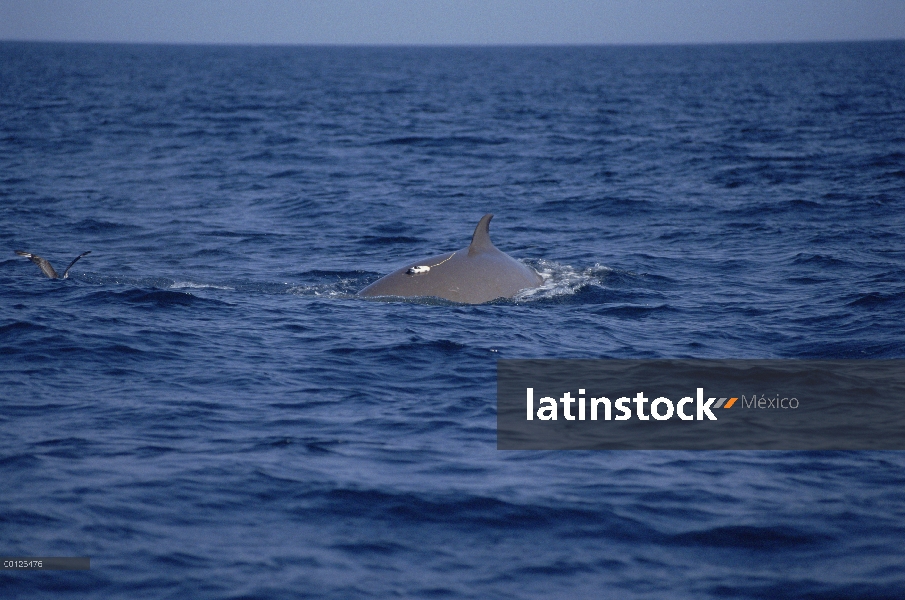 Ballena nariz de botella (Hyperoodon ampullatus) superficie con grabador de profundidad unida a la p