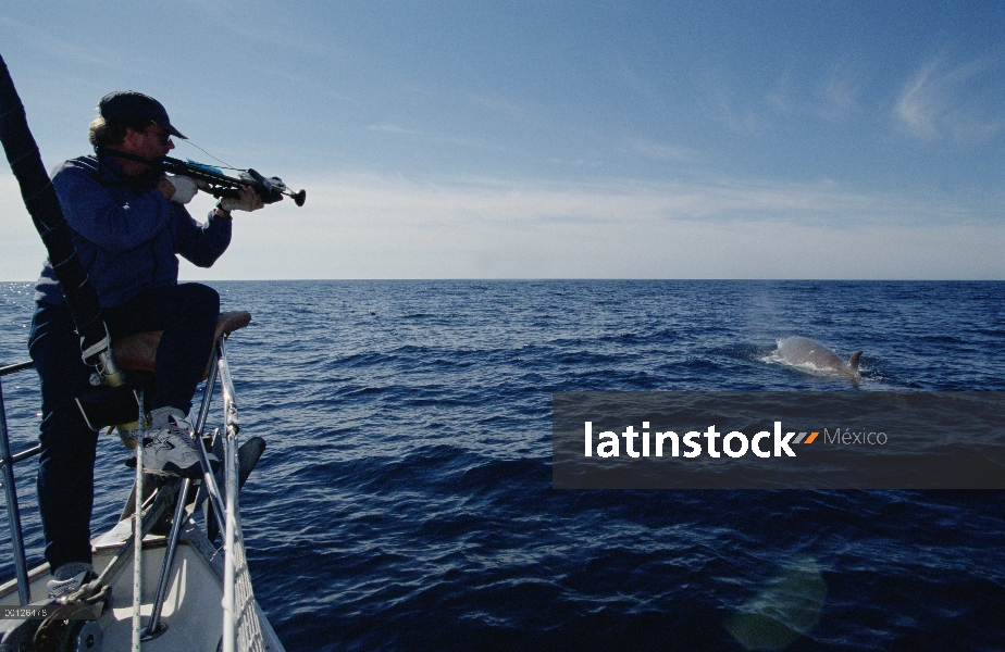 Ballena nariz de botella (Hyperoodon ampullatus) superficies y dirigido por el investigador con dard