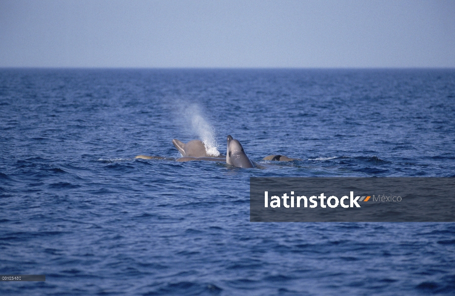 Mulares ballenas (Hyperoodon ampullatus) grupo emergente, Nueva Escocia, Canadá