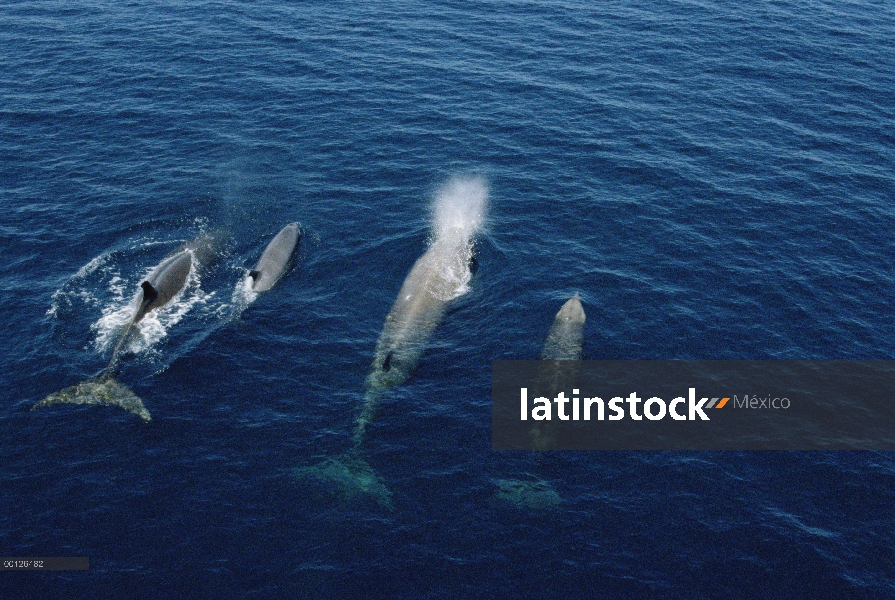 Mulares ballenas (Hyperoodon ampullatus) grupo emergente, Nueva Escocia, Canadá