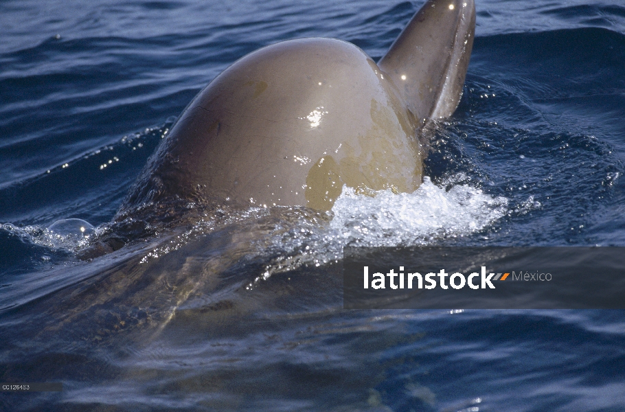 Ballena nariz de botella (Hyperoodon ampullatus) superficie, Nueva Escocia, Canadá