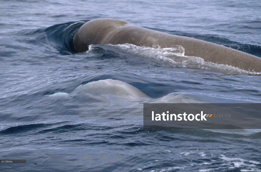 Mulares ballenas (Hyperoodon ampullatus) par superficie, Nueva Escocia, Canadá