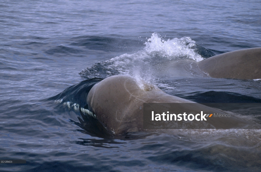 Mulares ballenas (Hyperoodon ampullatus) par superficie, Nueva Escocia, Canadá