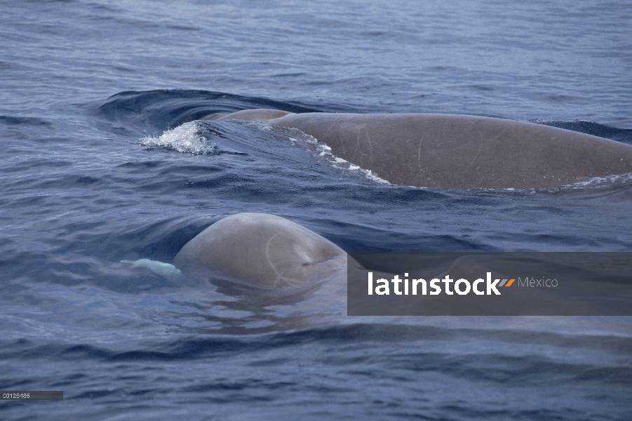 Mulares ballenas (Hyperoodon ampullatus) par superficie, Nueva Escocia, Canadá