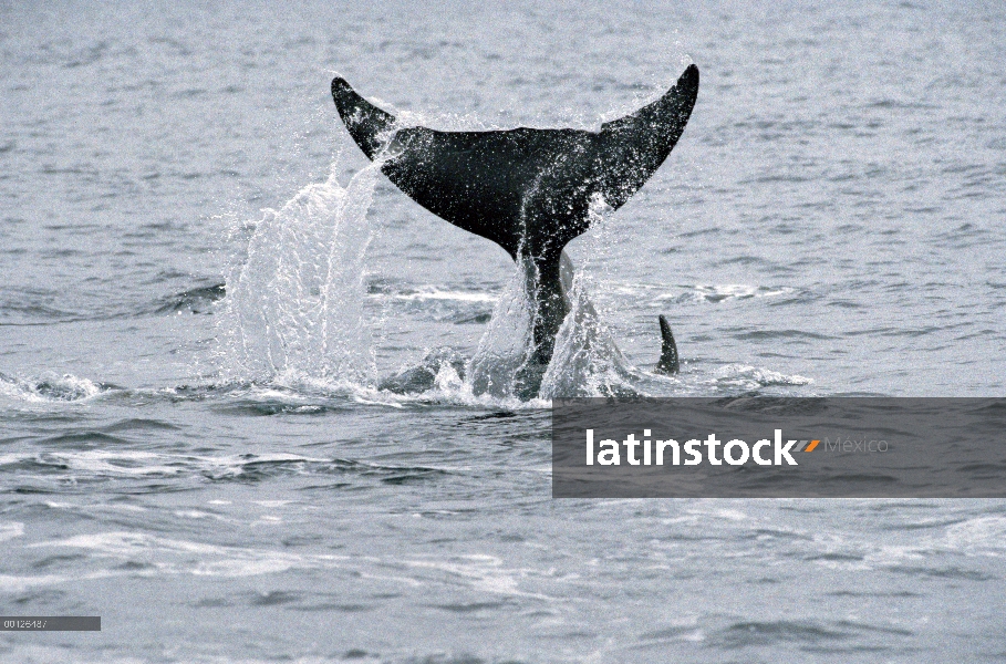 Mulares ballenas (Hyperoodon ampullatus) cola, Nova Scotia, Canadá