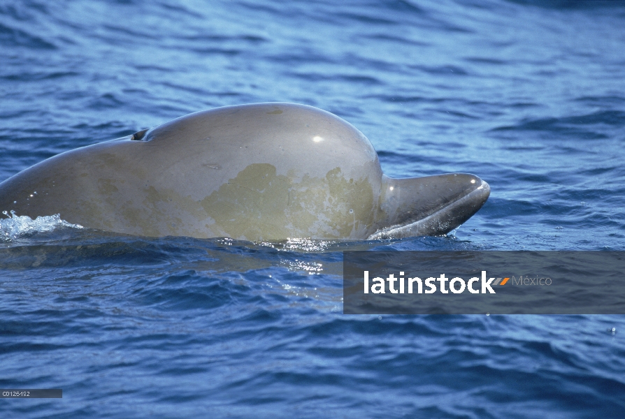 Ballena nariz de botella (Hyperoodon ampullatus) superficie, Nueva Escocia, Canadá