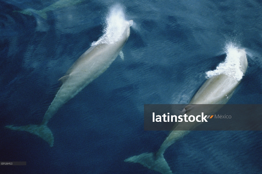 Par de ballena (Hyperoodon ampullatus) mular superficie en unísono, Nova Scotia, Canadá