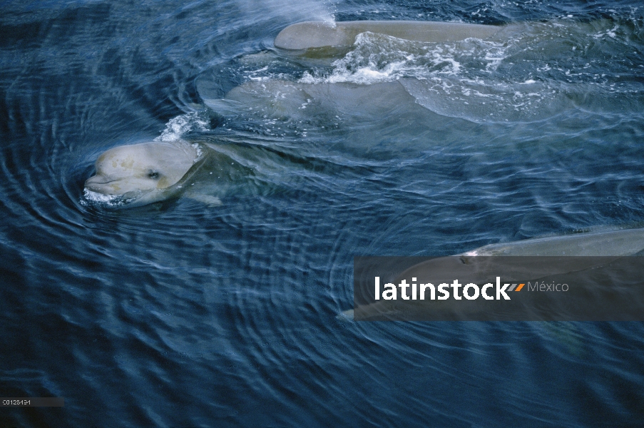 Ballena nariz de botella (Hyperoodon ampullatus) un ternero curioso las superficies con el grupo fam