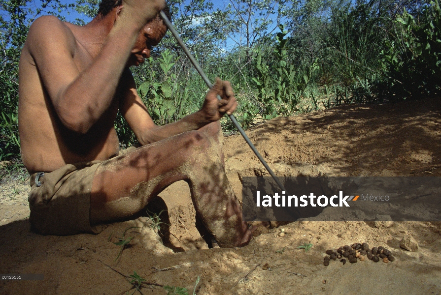 Larvas del escarabajo de la pulga (Nigroornata de Diamphidia) utilizadas para envenenar las flechas 