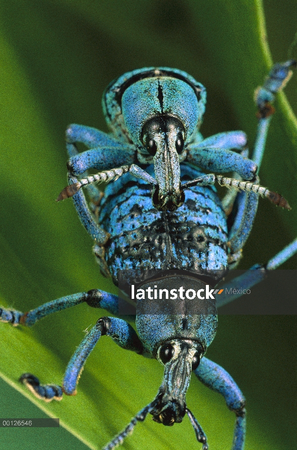 Cierto par de gorgojo (Eupholus sp) apareamiento, Hala, Papua Nueva Guinea