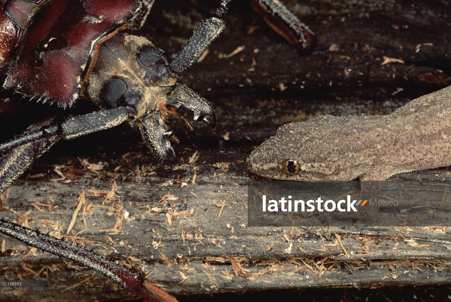 Enfrenta a Escarabajo del fonolocalizador de bocinas grandes lagartos, Parque Nacional de Gunung Mul