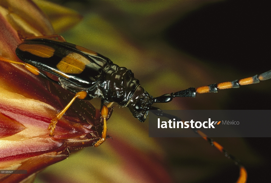 Escarabajo del fonolocalizador de bocinas grandes (Cerambycidae), Alamos, Sonora México