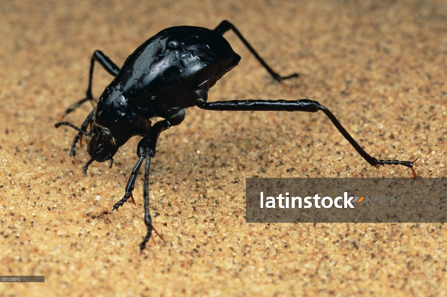 Escarabajo de Darkling (Onymacris unguicularis) consejos su cabeza hasta Rocío bebida recogido en su