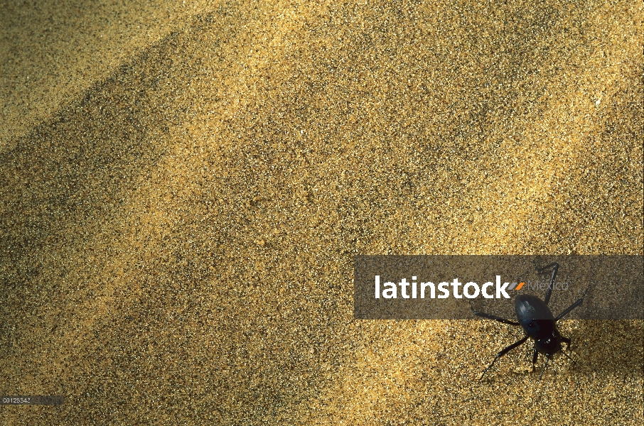 Escarabajo de Darkling (Onymarcris bacchus) recoger el rocío en su espalda, Namibia