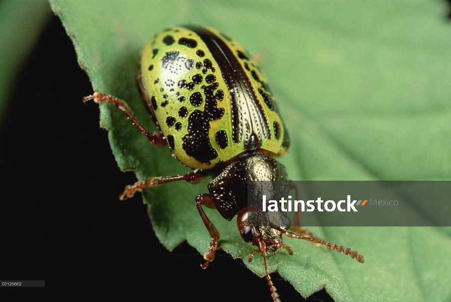 Hoja escarabajo (Calligrapha sp) retrato, Alamos, Sonora México