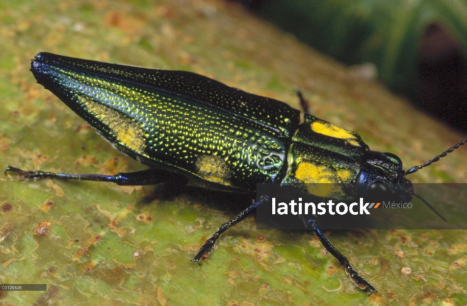 Retrato de escarabajo Woodboring (Buprestis aurulenta) metálico, cierre, Mianmun, Papua Nueva Guinea