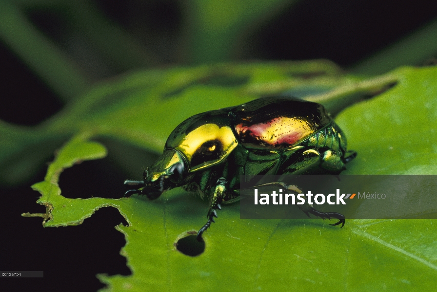 Escarabajo de Dung (Rutela sp) en hoja, El Yano Carti Road, Panamá