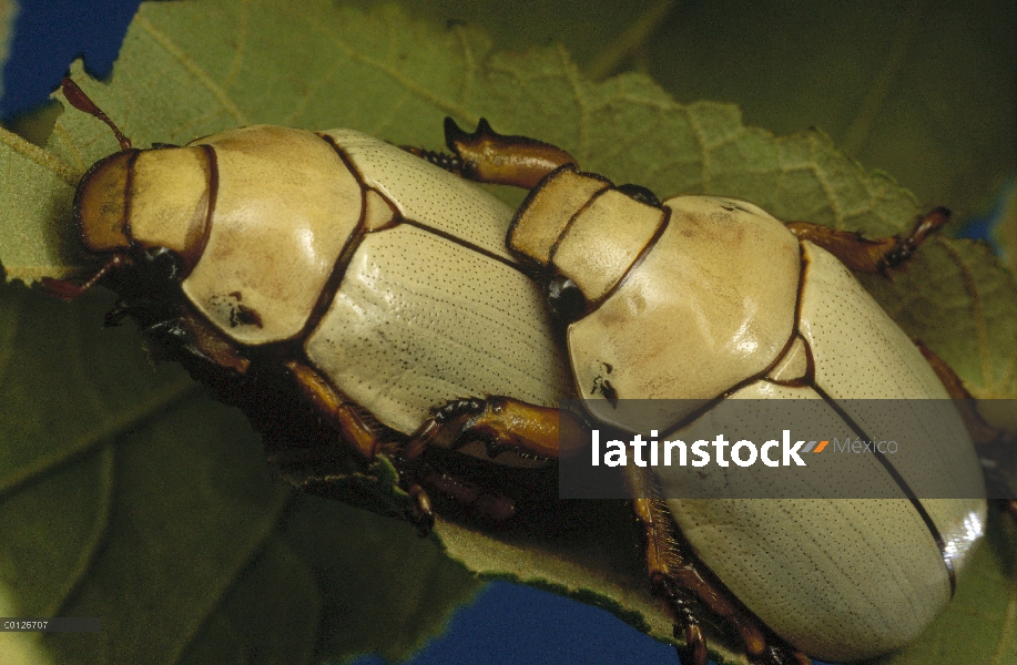 Par de (Phalangogonia sperata) Escarabajo de escarabajo en Cecropia sp planta, camino de El Yano Car