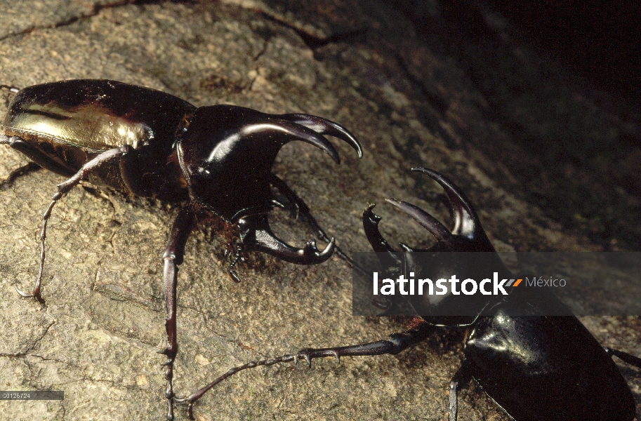 Par de escarabajo escarabajo lucha, Parque Nacional de Gunung Mulu, Sarawak, Borneo