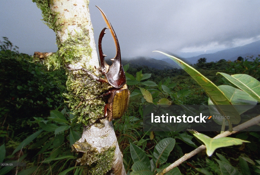 Escarabajo de escarabajo Hércules (Dynaster Hércules) sobre el tronco del árbol, Parque Nacional de 