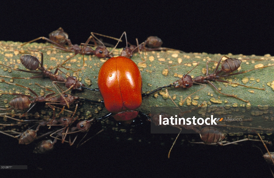 Grupo de hormiga tejedora (Oecophylla longinoda) matando a Escarabajo de la hoja (Chrysomelidae), Go