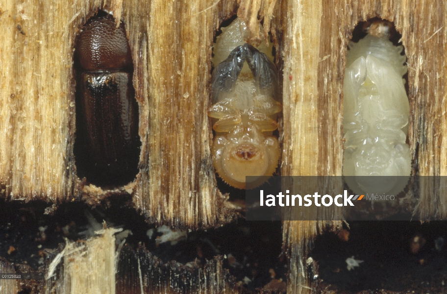 Corteza de rayas adulto del escarabajo del Ambrosia (Trypodendron lineatum), pupa y larvas en el abe