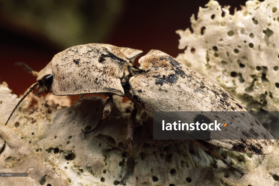 Haga clic en escarabajo, Parque Nacional de Gunung Mulu, Sarawak