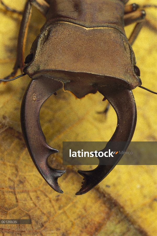 Escarabajo de cuerno de ciervo (Cyclommatus pulchellus) mostrando las mandíbulas grandes, Wau, Papua