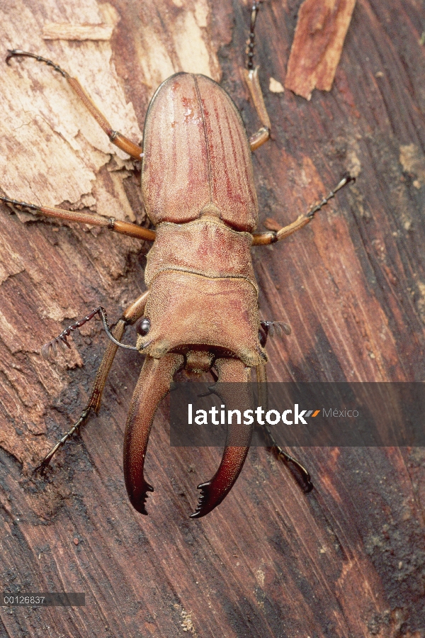 Escarabajo ciervo, Parque nacional nacional de Gunung Mulu, Sarawak, Borneo