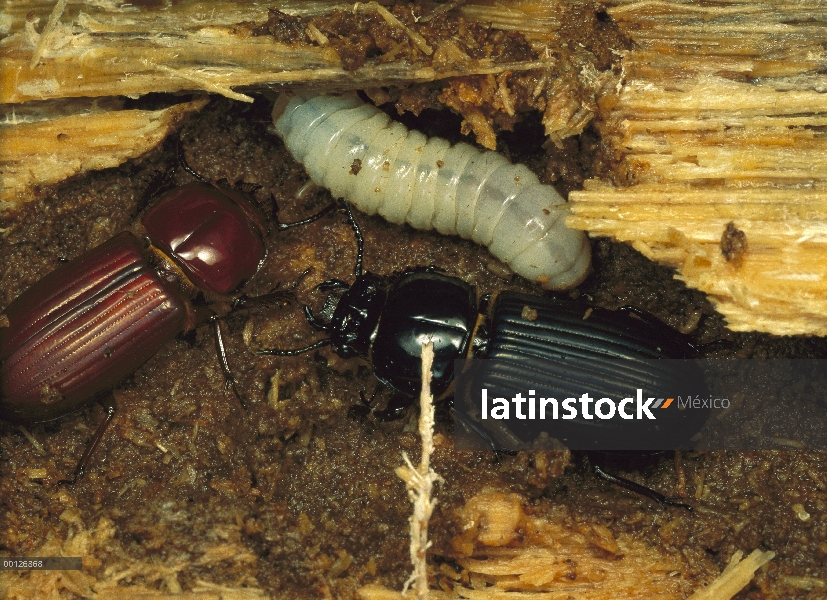 Escarabajo de Bess (Passalidae) acoplado a par en registro con descendencia, Panamá