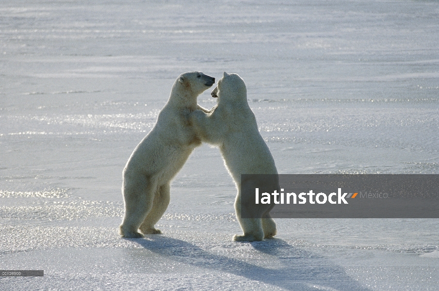 Oso polar (Ursus maritimus) par luchar, Churchill, Manitoba, Canadá