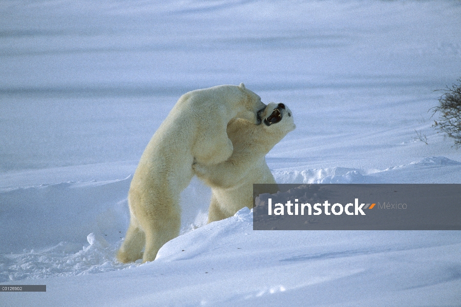 Oso polar (Ursus maritimus) par luchar, Churchill, Manitoba, Canadá